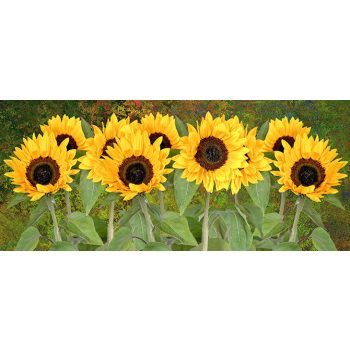 Sunflower mug