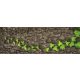 Ceramic tile mural - Ivy on trunk