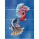 Tile mural - fishes -Siamese fighting fish II. 