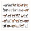 Ceramic tile trivet - farm - cat breeds 