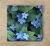Forget me not - ceramic tile trivet