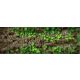 Ceramic tile mural - Trunk and leaves