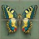 Ceramic tile mural - forget-me-not 