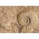 Ammonites - wallpaper