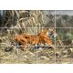 Tile mural - wildlife -tiger 