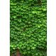 Ceramic tile mural - Ivy