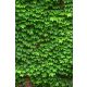 Levél mintás csempe - vadszőlő (180x120cm)