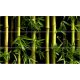 Tile mural with vibrant bamboo stalks and natural green leaves