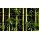 Bambusz mintás csempe