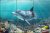 Tropical ceramic tile mural with dolphins, colorful fish, and coral reef