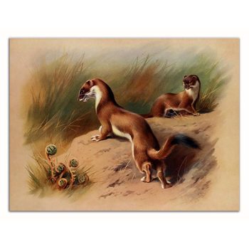 Tile trivet - wildlife - hermelin II.