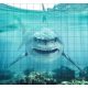 Tile mural - water world - Great White shark