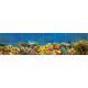Colorful coral reef with tropical fish – ceramic tile mural with underwater theme