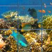 Colorful coral reef with tropical fish – ceramic tile mural with underwater theme