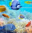 Ceramic Tile mural with colorfull fish