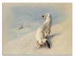 Tile trivet - wildlife - ermine