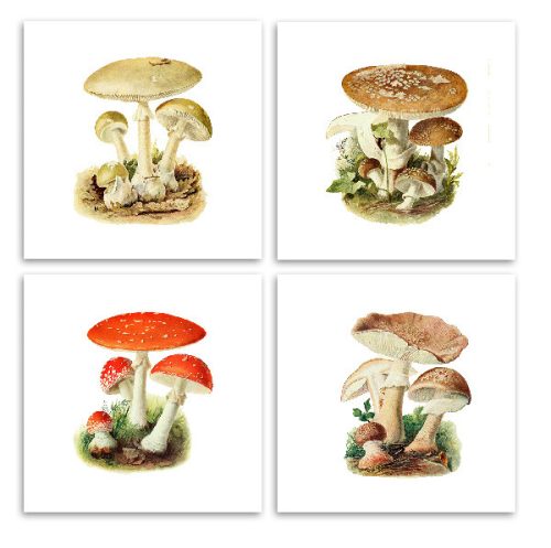 Tile set - mushrooms 