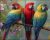 Three colorful parrots on blooming branch – tropical-themed tile mural