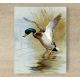 Ceramic tile mural - birds - Mallard duck  