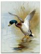 Ceramic tile trivet - birds - Mallard duck  