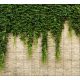 Ceramic tile mural - Ivy