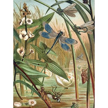 Ceramic tile mural - insects - Dragonflies  Ceramic tile mural - insects - Dragonflies