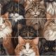 Ceramic tile mural - Cats and dogs II.