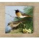 Ceramic tile mural - birds -rusty tail 