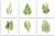 Set of tiles - ferns 
