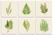 Set of tiles - ferns 