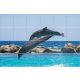 Tile mural - water world - curious dolphins 