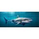 Tile mural - water world - Great White shark