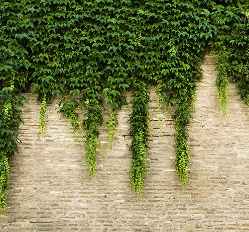 Hanging ivy - wallpaper