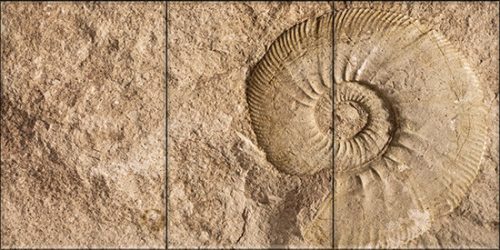 Ceramic tile mural - ammonites fossil