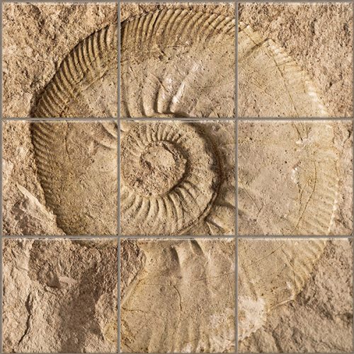 Ceramic tile mural - ammonites fossil
