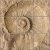 Ceramic tile mural - ammonites fossil