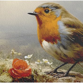 Robin bird - kitchen set