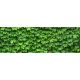 Levél mintás csempe - vadszőlő (180x60cm)
