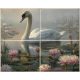 two swans swimming on a lily-covered pond – romantic nature ceramic tile mural