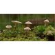 Ceramic tile mural - mosses and mushrooms 