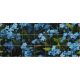 Ceramic tile mural - forget-me-not 