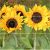 Ceramic tile mural - sunflowers 