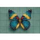 Ceramic tile mural - forget-me-not 