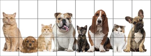 Mozaik csempe kívácsi cicákkal és kutyákkal