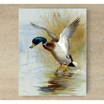 Ceramic tile trivet - birds - Mallard duck  
