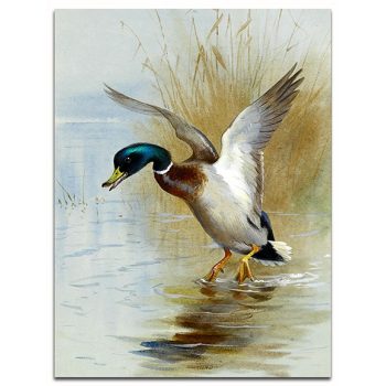 Ceramic tile trivet - birds - Mallard duck  