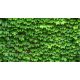 Levél mintás csempe - vadszőlő (135x75cm)