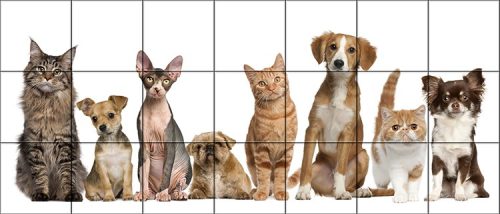 Mozaik csempe kívácsi cicákkal és kutyákkal