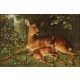 Tile mural - wildlife -Deer 