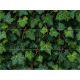 Tile mural covered in ivy leaves with dense green botanical pattern